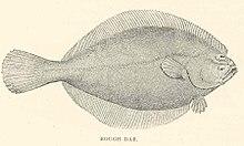 FMIB 41882 Rough Dab (Hippoglossoides platessoides Fabricus).jpeg