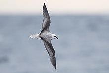 File-Pterodroma lessonii in flight 1 - SE Tasmania 2019.jpg