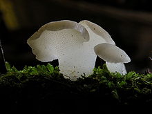 Pseudohydnum gelatinosum.jpg