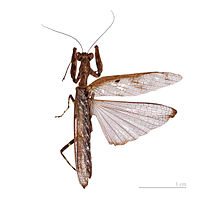Mantis wings, the forewing leathery, the hindwing triangular