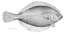 Hippoglossoides platessoides.jpg