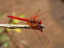 Trithemis kirbyi.jpg