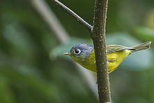 White-spectacled Warbler Khangchendzonga National Park West Sikkim Sikkim India 28.10.2015.jpg