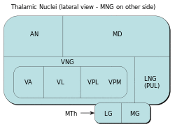 ThalamicNuclei.svg