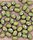 Vigna radiata, groene mungboon.jpg