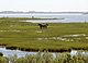 Horses in marshland