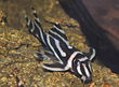 Hypancistrus zebra4305.jpg