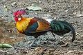 Red Junglefowl (male)-9858, crop.jpg