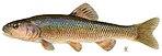 Creek chub (Semotilus atromaculatus).jpg