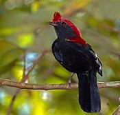 Antilophia galeata -Reserva Ambiental, Piraju, Sao Paulo, Brasil -male-8 (1).jpg