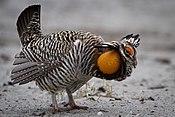 Prairie Chicken.jpg