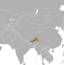 Muntiacus gongshanensis.png