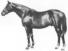 Nearco.jpg