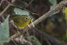 Whistler's Warbler Khangchendzonga National park West Sikkim India 30.10.2015.jpg
