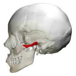 Zygomatic process of temporal bone - lateral view.png