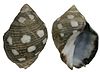 Acanthina brevidentata (Wood, 1828) (3063441884).jpg