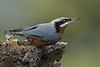 Chestnut-bellied Nuthatch Ghatgarh Uttarakhand India 03.12.2014.jpg
