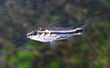 Corydoras pygmaeus5333.jpg