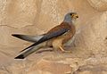 Falco naumanni, Israel 02.jpg