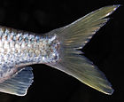 Barb gonio 080525 9610 ltn Cf.jpg