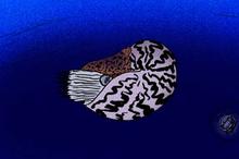 Nautilus cookanum by Apokryltaros.png