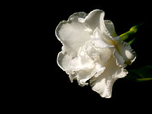 Tabernaemontana divaricata by kadavoor.jpg