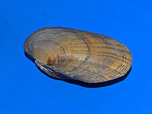Unionidae - Lampsilis siliquoidea roseata.jpg