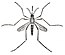 Culex taeniorhynchus.jpg