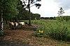 Colony Bog and Bagshot Heath