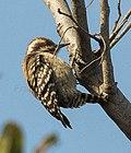 Brown-backed Woodpecker - Gambia (31838114303), crop.jpg