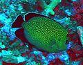 Golden spotted angelfish apolemichthys xanthopunctatus.jpg