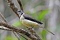 Madagascar wagtail (Motacilla flaviventris).jpg