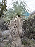 Mexican Blue Yucca, Rio Grande Botanic Garden, Albuquerque NM.jpg