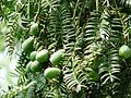 Torreya grandis Merrillii1.jpg