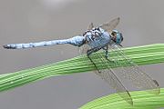 Tough Skimmer Orthetrum brachiale 6484.jpg