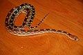 Cape gopher snake.jpg