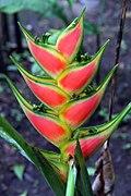 Heliconia wagneriana 7zz.jpg