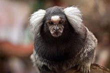 Common marmoset (Callithrix jacchus).jpg