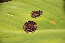 Coqui Frog Puerto Rico.JPG