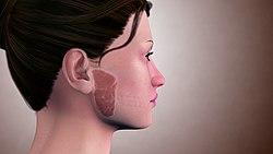 SAG Parotid-Gland 191024 03.jpg