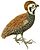 Cyrtonyx montezumae 1831 white background.jpg