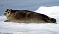 Bearded Seal at Svalbard (cropped).jpg