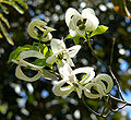 Cornus florida ssp urbiniana 2.jpg