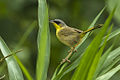 Grey-crowned Yellowthroat - Sarapiqui - Costa Rica (26652422686).jpg