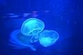 Jelly Fish Exibits in Two Oceans Aquarium DSC 3969.jpg