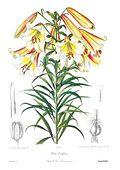 Lilium leucanthum var. centifolium.jpg