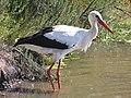 White Stork RWD.jpg