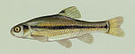 Pimephales promelas2.jpg
