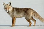 Vulpes vulpes anatolica.jpg