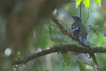 Green Cochoa Khonoma Nagaland India 24.12.2016.jpg
